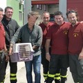 Giovane volpe salvata dai Vigili del Fuoco