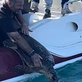 Il WWF di Molfetta libera due caretta caretta nelle acque di Torre a Mare