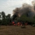 Vasto incendio nell'agro di Molfetta. Sul posto i Vigili del Fuoco