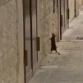 Tornano le segnalazioni di topi in pieno centro a Molfetta
