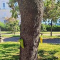 Lecci più sani e protetti: al via a Molfetta i trattamenti “salva alberi” a impatto zero