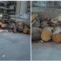 Verde pubblico, la consigliera Azzollini: «A Molfetta reazioni con due pesi e due misure»