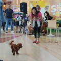 Ottavio e tanti altri bellissimi cani nel Gran Shopping Molfetta