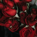 San Valentino, il 53% dei pugliesi sceglie di donare piante e fiori