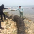 Sette metri e due tonnellate: squalo elefante ritrovato a Cala San Giacomo