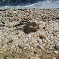 Carcassa di tartaruga rinvenuta sulla spiaggia  "La bussola "