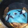 Molfetta pronta a liberare altre tre tartarughe: il programma di domenica