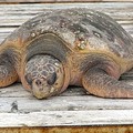 Caretta caretta spiaggiata a Cala San Giacomo