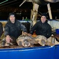 Venti tartarughe marine affidate al Centro di recupero di Molfetta