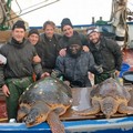 Quarantacinque le tartarughe recuperate e affidate al Centro di Recupero di Molfetta