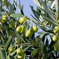 Il Comune di Molfetta chiede interventi nell'agro per prevenire la Xylella