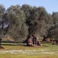 Xylella, iniziato il monitoraggio nelle campagne di Molfetta