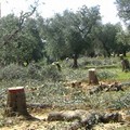 Strage di ulivi nelle campagne per rubare il legno