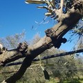 L'associazione  "Condivisione Italia " affronta il tema Xylella