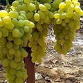  "Autumn, dall'uva al vino ". Un progetto organizzato dall'IC Manzoni-Poli