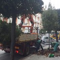 Riqualificazione degli spazi pubblici: 80 nuovi alberi piantati in città