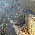 Incuria in via Cozzoli, la segnalazione: «Erba altissima»