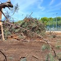 Comitato Difesa Verde: «Tutto tace sulla strage di alberi in Viale Gramsci»