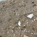 Escrementi canini disseminati in via Zuppetta