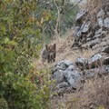 Scoperta a Lama Martina: volpi e cuccioli nel polmone verde di Molfetta