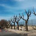 In completamento la potatura degli alberi su viale dei Crociati