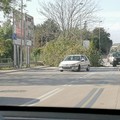 Forte vento a Molfetta: cede un albero su viale XXV Aprile