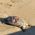 Prosegue il caso delle tartarughe spiaggiate sul litorale di Molfetta
