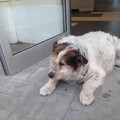 Molfetta perde il cane di tutti, Rufus