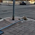 Ancora teppisti per le strade di Molfetta. Divelto un palo in Via Papa Montini