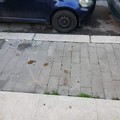 Deiezioni canine in strada a Molfetta. Polemica sui social