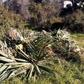 Lama Martina ancora scambiata per una discarica: la segnalazione