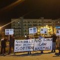 Comitato Animalista di Molfetta: «Diciamo basta ai circhi con animali»