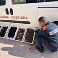 Fermo vendita di ricci in vigore da oggi. E a Molfetta scatta il primo sequestro