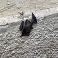 Un pipistrello in centro a Molfetta: la curiosa segnalazione