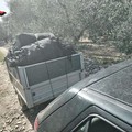 Furti di olive nelle campagne di Molfetta: denunciati in cinque