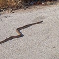 Avvistamento di un cervone nella zona di ponente a Molfetta