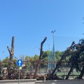 Comitato  "Difesa verde e territorio ", altre 500 firme contro l'abbattimento di alberi a Molfetta