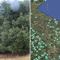 La Puglia terra di patriarchi verdi: 216 alberi monumentali nell’elenco Masaf, c'è anche Andria