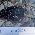 Carcassa di tartaruga rinvenuta alla Prima Cala di Molfetta