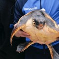 Liberate tre tartarughe marine al largo del porto di Molfetta