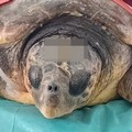 Elektra, la tartaruga che ha sfidato il Mediterraneo: curata dal WWF Molfetta