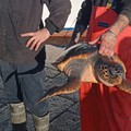 Tartarughe marine, continua l’impegno del WWF Molfetta