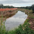 «Un fiume artificiale tra gli ulivi nella Savanella». L'allarme della LAC Puglia