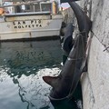 Squalo volpe da circa 200 chilogrammi trovato morto a Molfetta: la carcassa recuperata nel porto cittadino