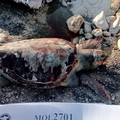 Tre tartarughe Caretta caretta trovate senza vita a Molfetta