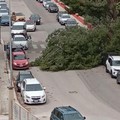I danni del vento a Molfetta: cedimento di più alberi