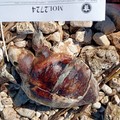 Due tartarughe marine morte rinvenute sulla costa di levante a Molfetta