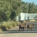 Ancora cinghiali in zona Contrada Mino: la segnalazione