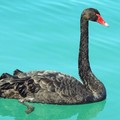 Dal porto di Bari a Molfetta: il viaggio del cigno nero lungo la costa pugliese