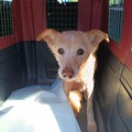 Tutela degli animali a Molfetta: l’efficienza delle Guardie Ambientali in due delicati interventi di salvataggio